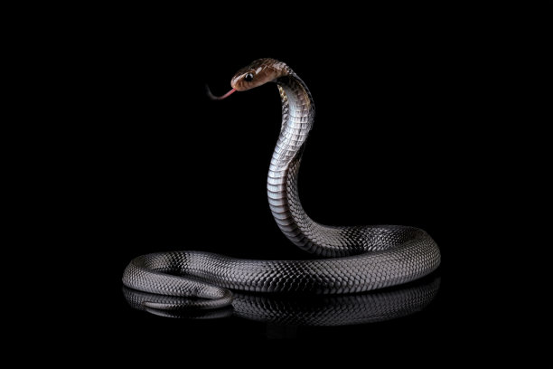 cobra