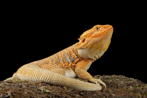 agama