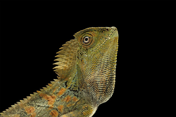 agama