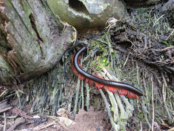 millipede