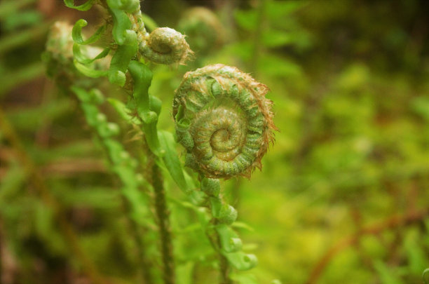 fiddlehead