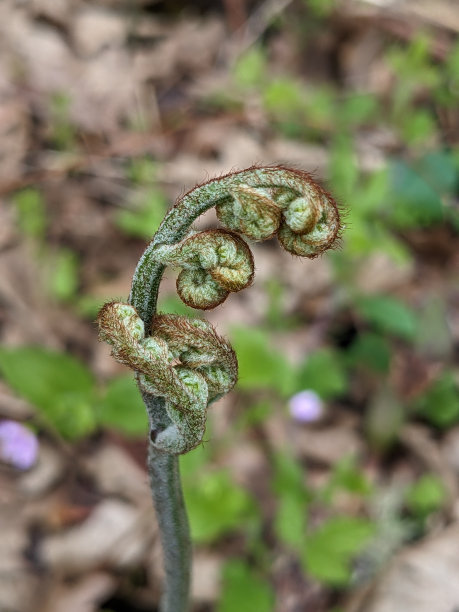 fiddlehead