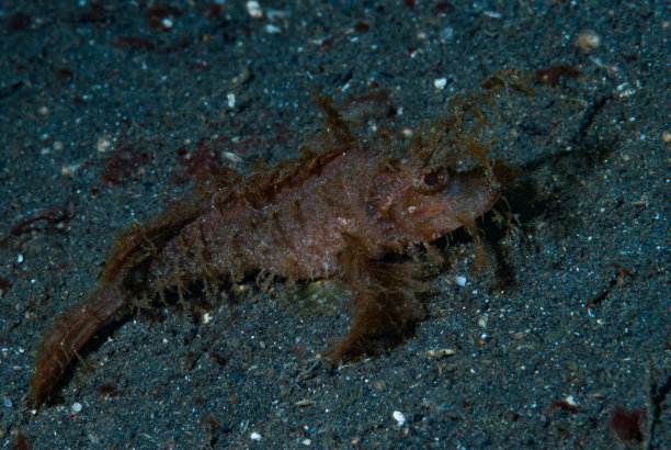 pterois