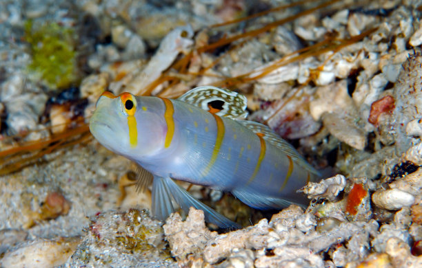 海洋 虾 鱼 生物