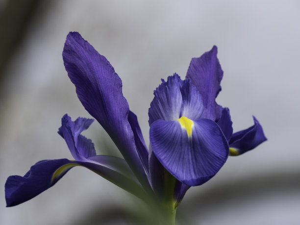 精美紫色绿色圆形花纹图案