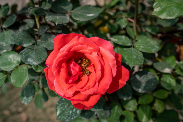 月季玫瑰牡丹图片