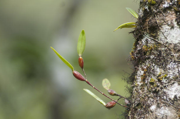 东花林