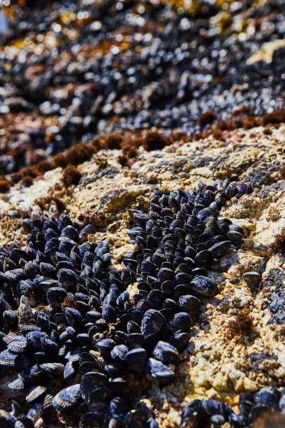 mussels