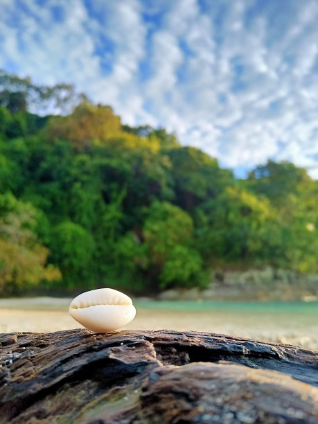 conch