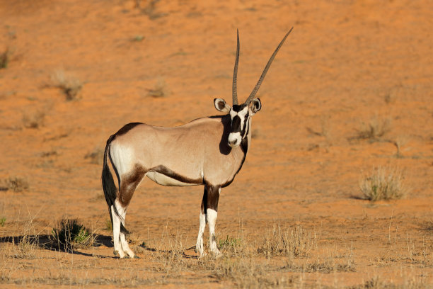gemsbok