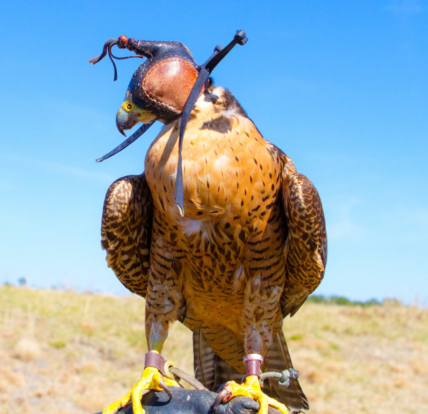 falcon