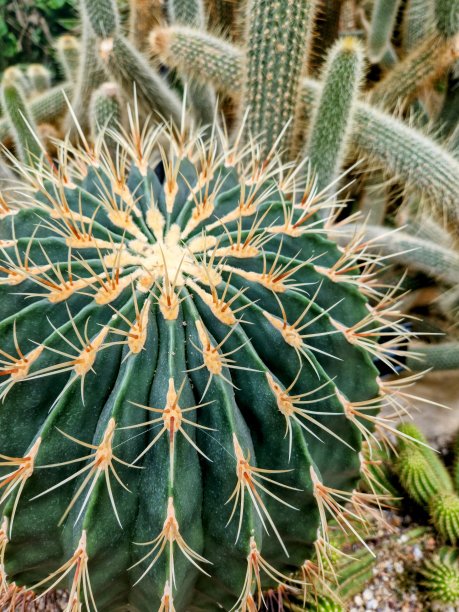 spiked