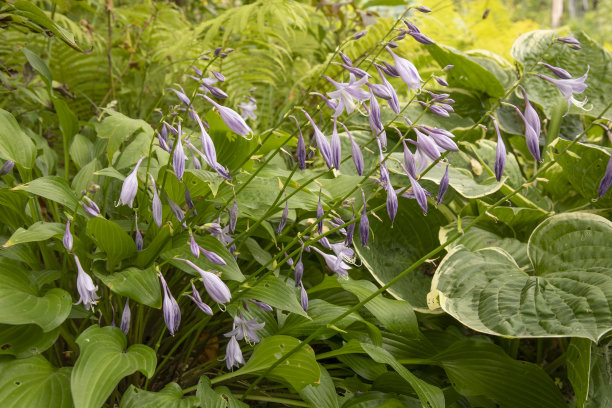 hosta