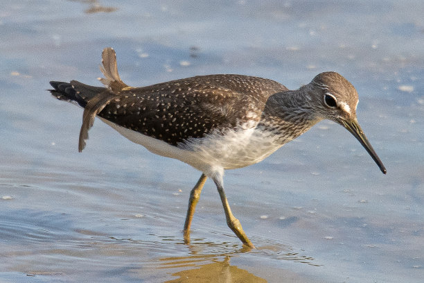 charadriiformes