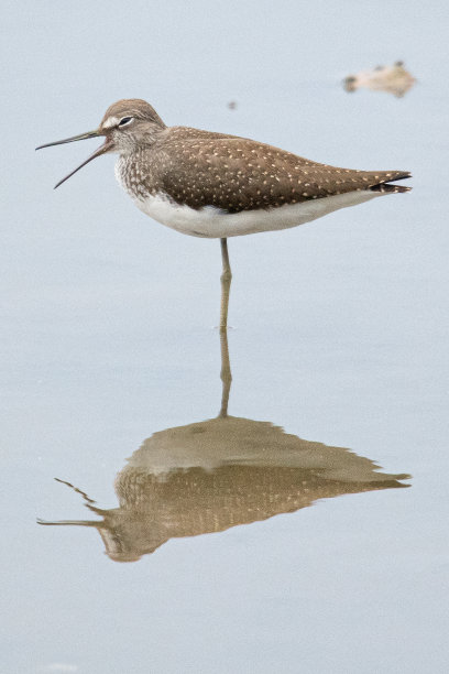 charadriiformes