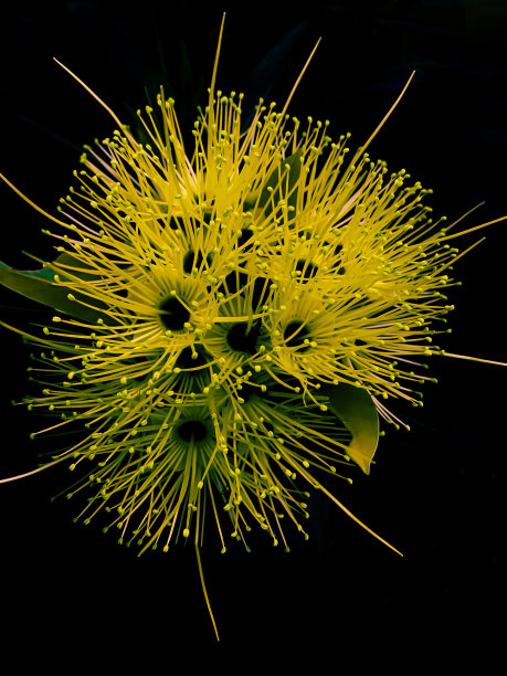 stamens