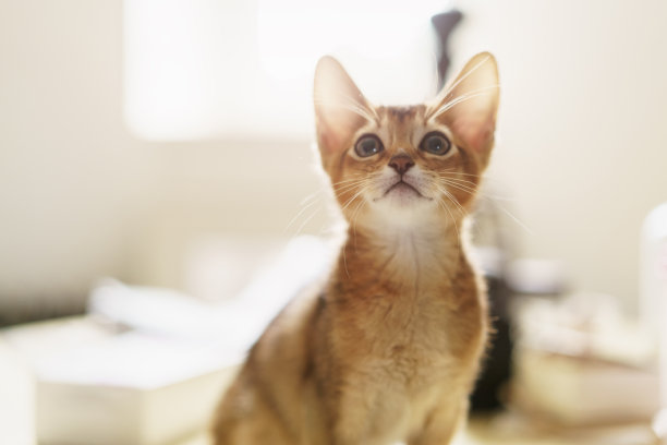 abyssinian猫