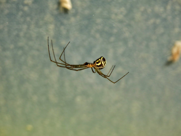 arachnid