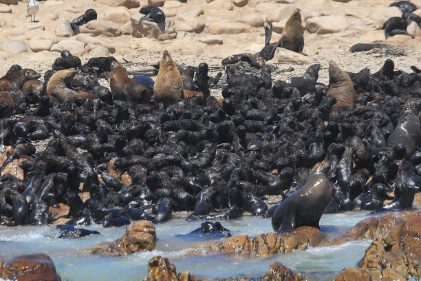 colony
