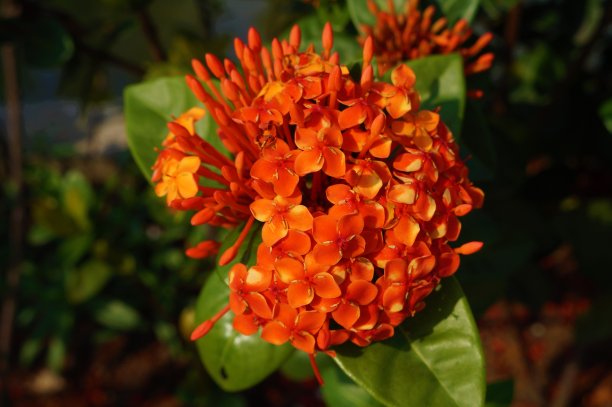 ixora