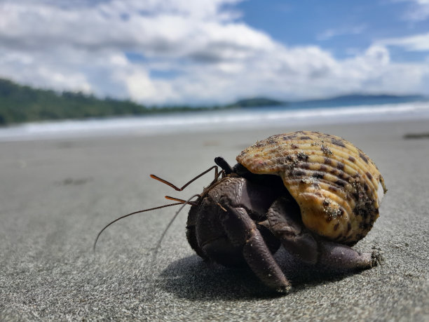 crustacean