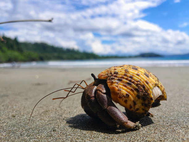 crustacean