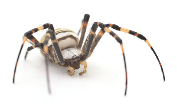 arachnid