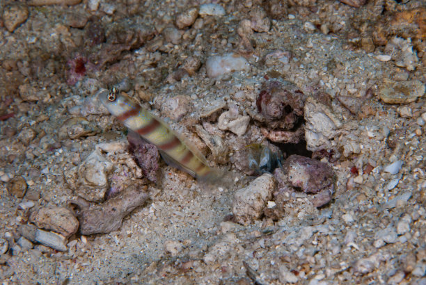 海洋 虾 鱼 生物