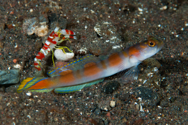海洋 虾 鱼 生物