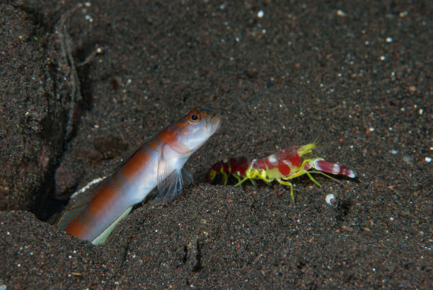 海洋 虾 鱼 生物