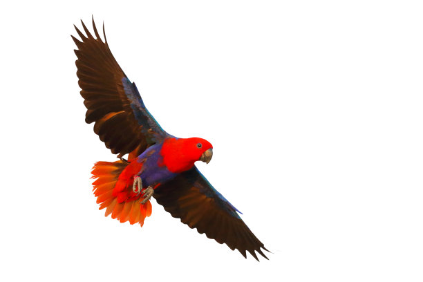 eclectus