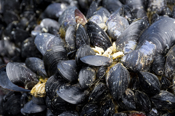 mussels