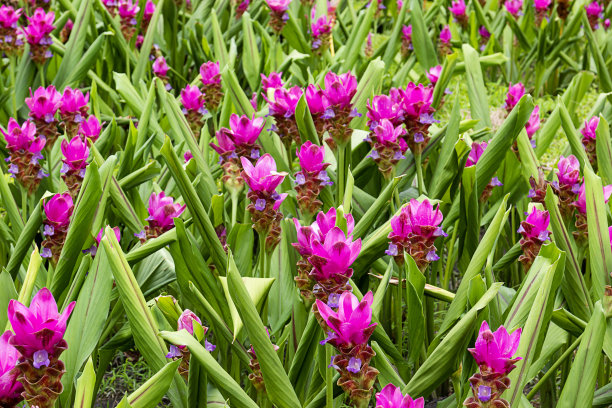 热带森林中的花朵，泰国