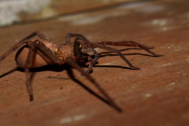 arachnid