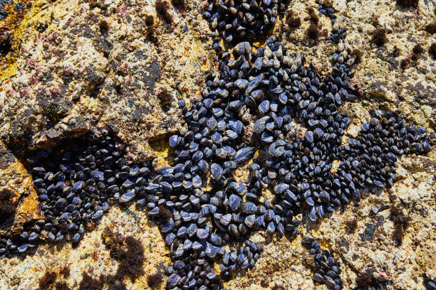 mussels