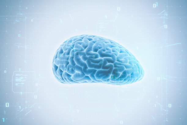 cerebrum