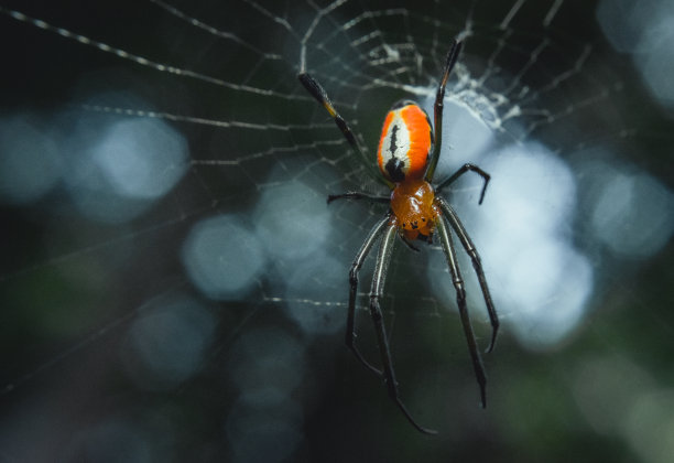 红web
