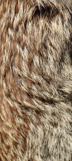 hairs