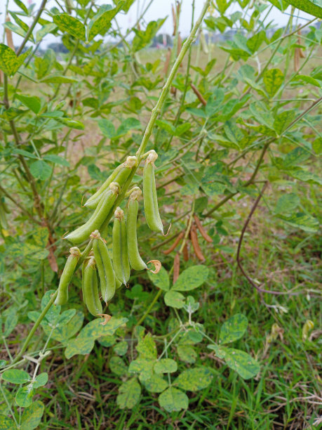 legume
