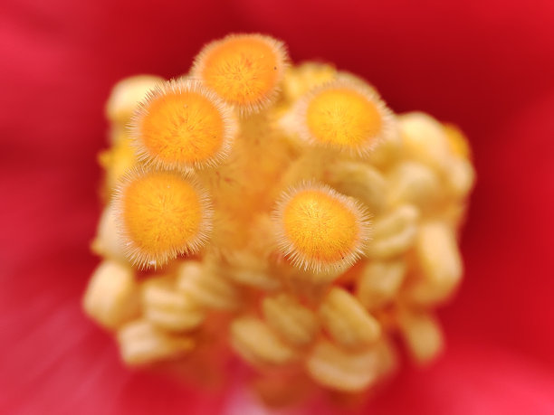 stamens