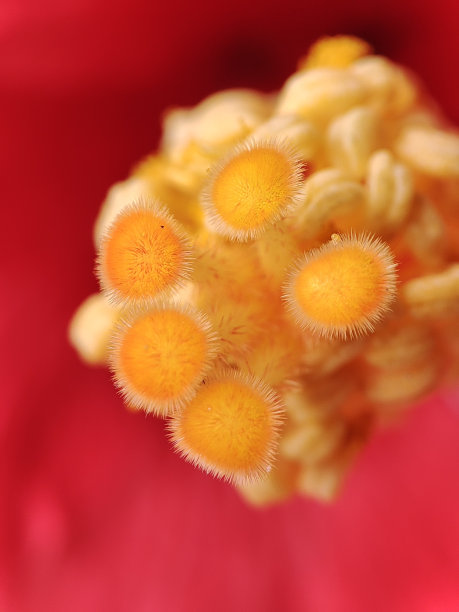 stamens
