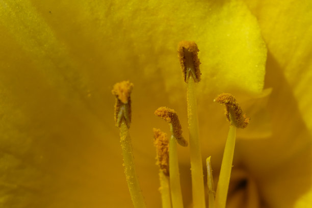 stamens