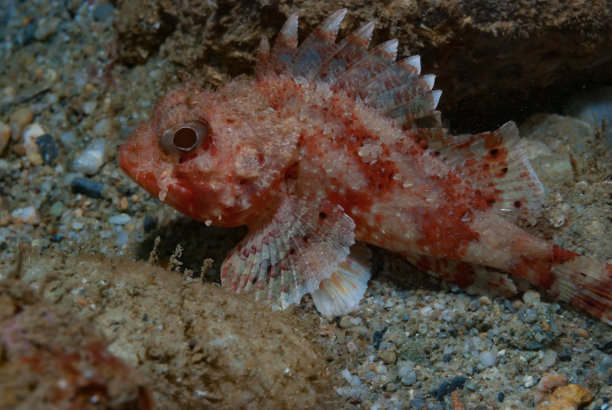 pterois