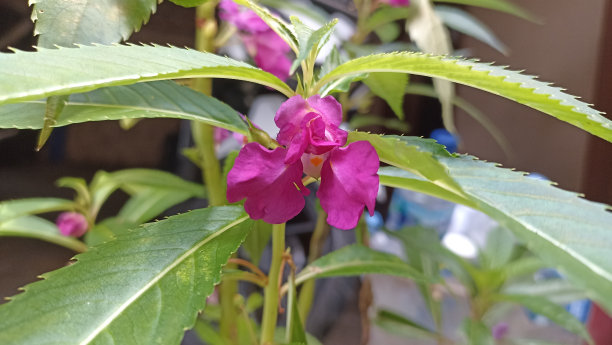 impatiens