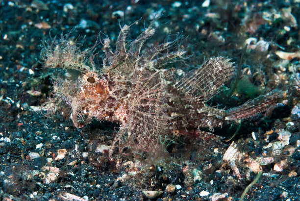 pterois
