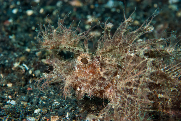 pterois