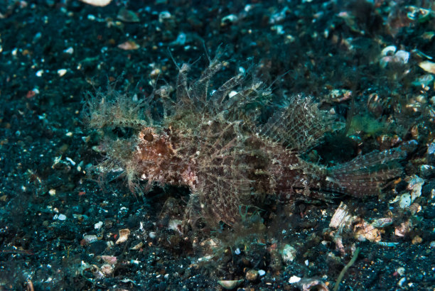 pterois