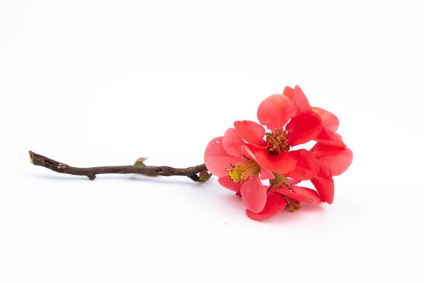 chaenomeles