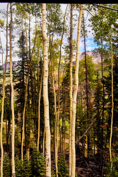 aspen