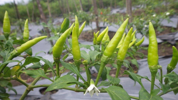 cayenne